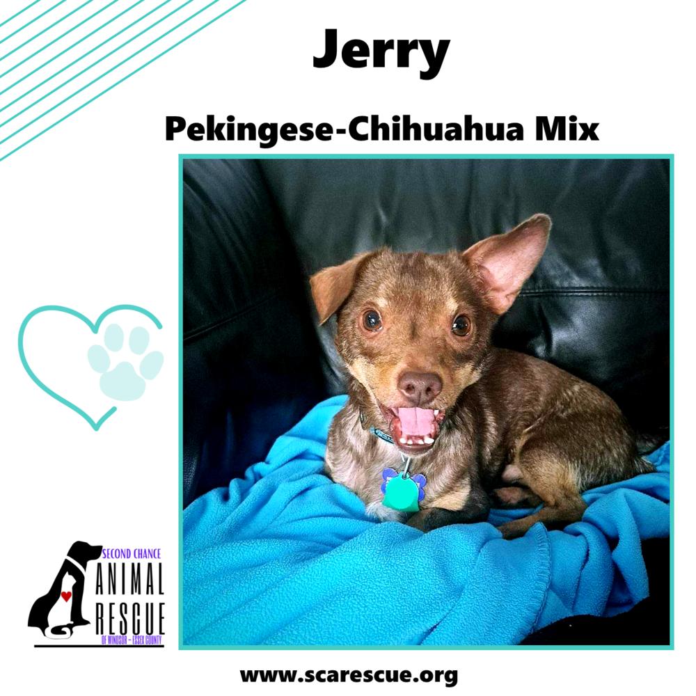 Jerry, a Adoptable mixed breed in Windsor, ON image 2/6