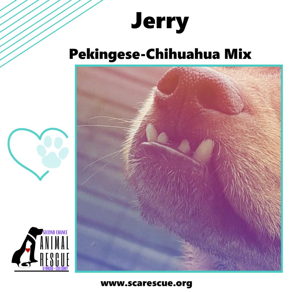 Jerry, a Adoptable mixed breed in Windsor, ON image 3/6