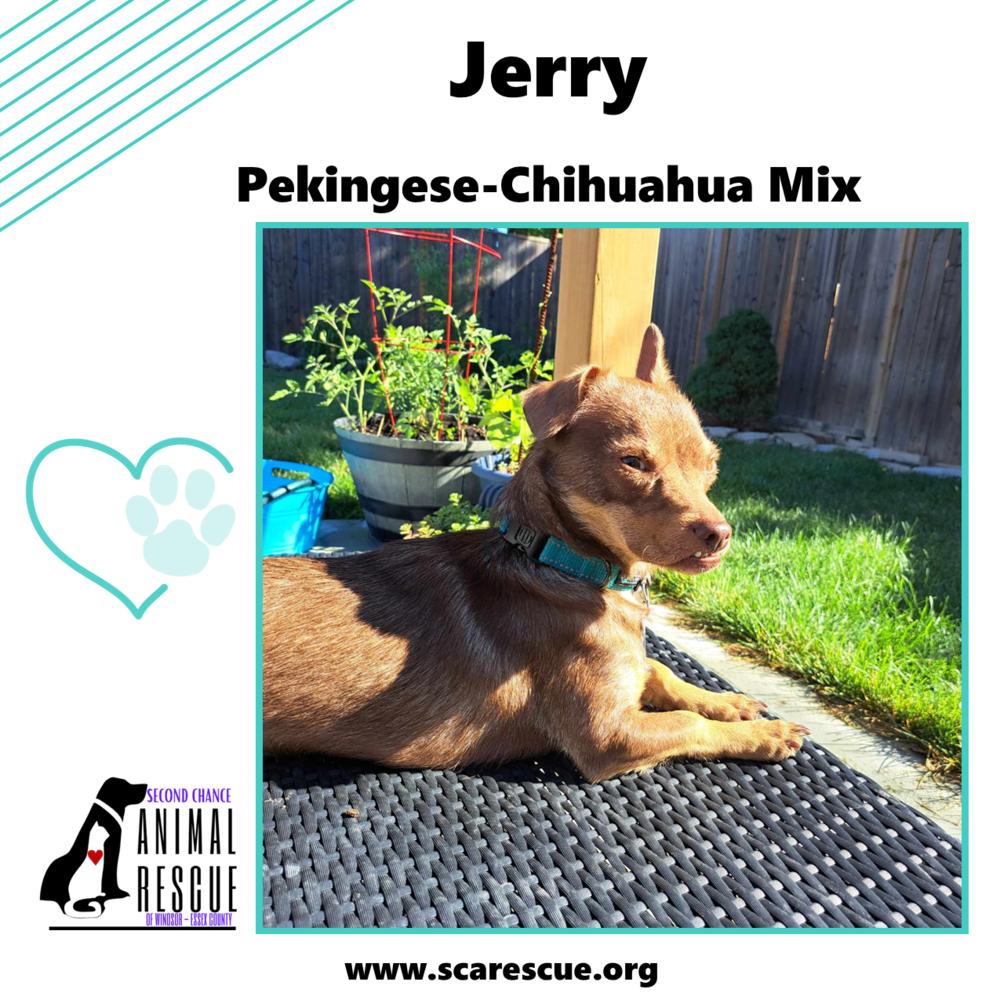 Jerry, a Adoptable mixed breed in Windsor, ON image 4/6
