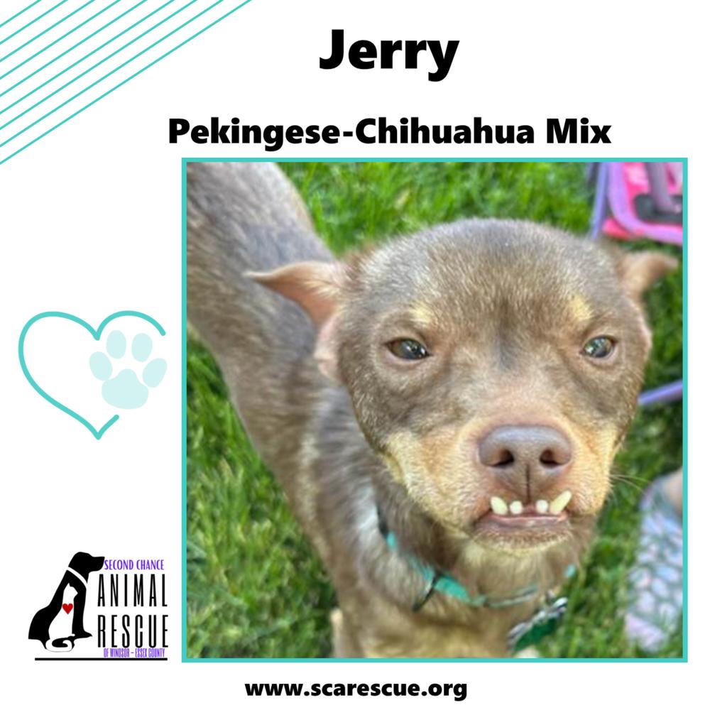 Jerry, a Adoptable mixed breed in Windsor, ON image 5/6
