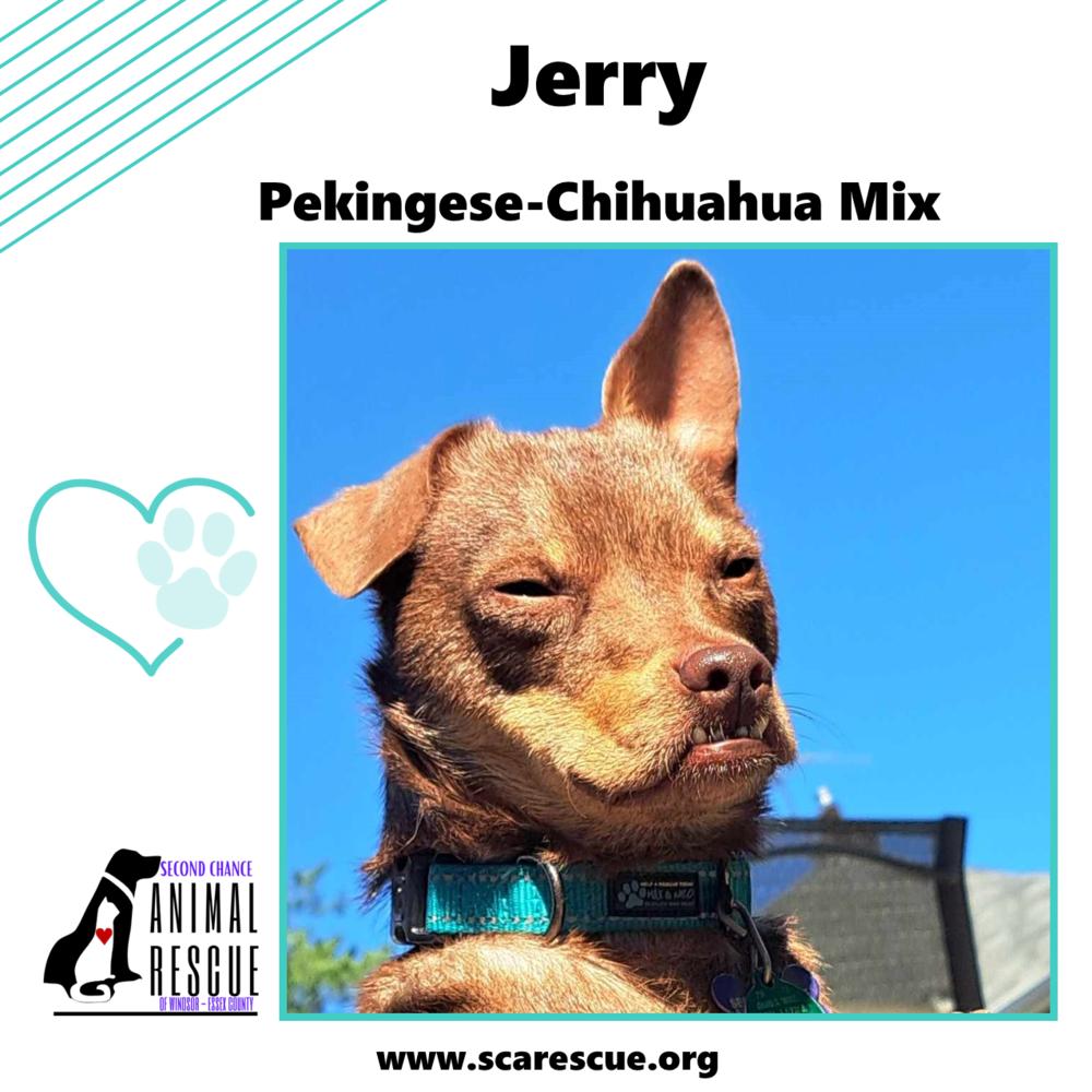 Jerry, a Adoptable mixed breed in Windsor, ON image 6/6