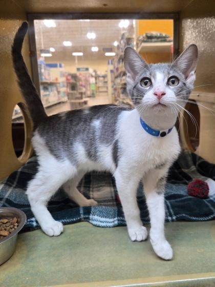 Chicken Wing, Adoptable, Kitten Male Domestic Short Hair & Domestic Short Hair.