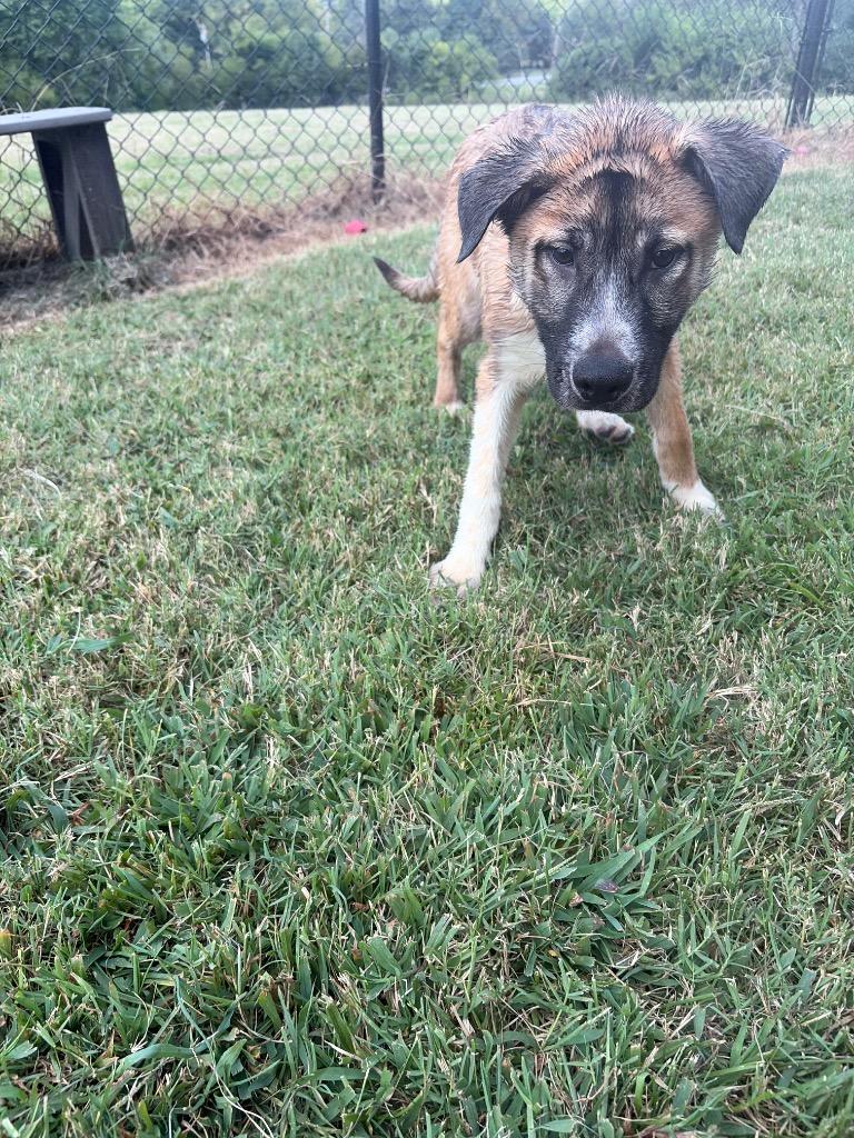 Pup 4(Froggy), Adoptable, Puppy Male Mixed Breed.