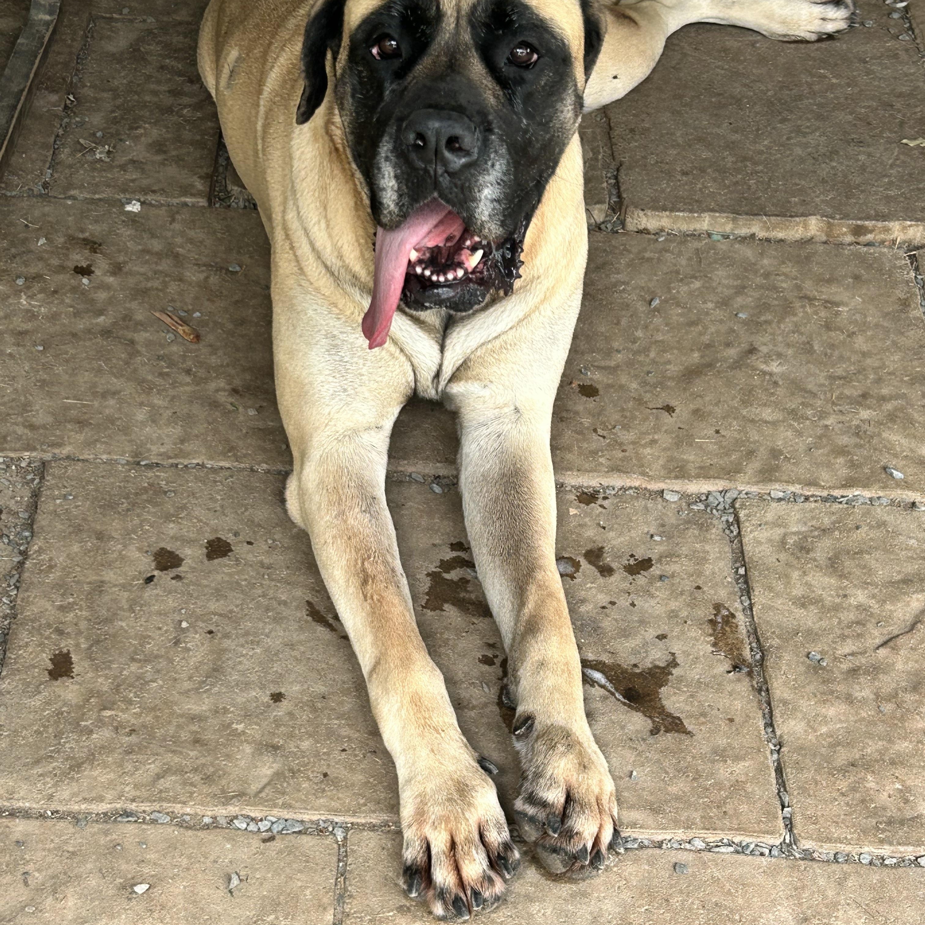 Belle, a ADOPTABLE Mastiff in Reidsville, NC image 3/3