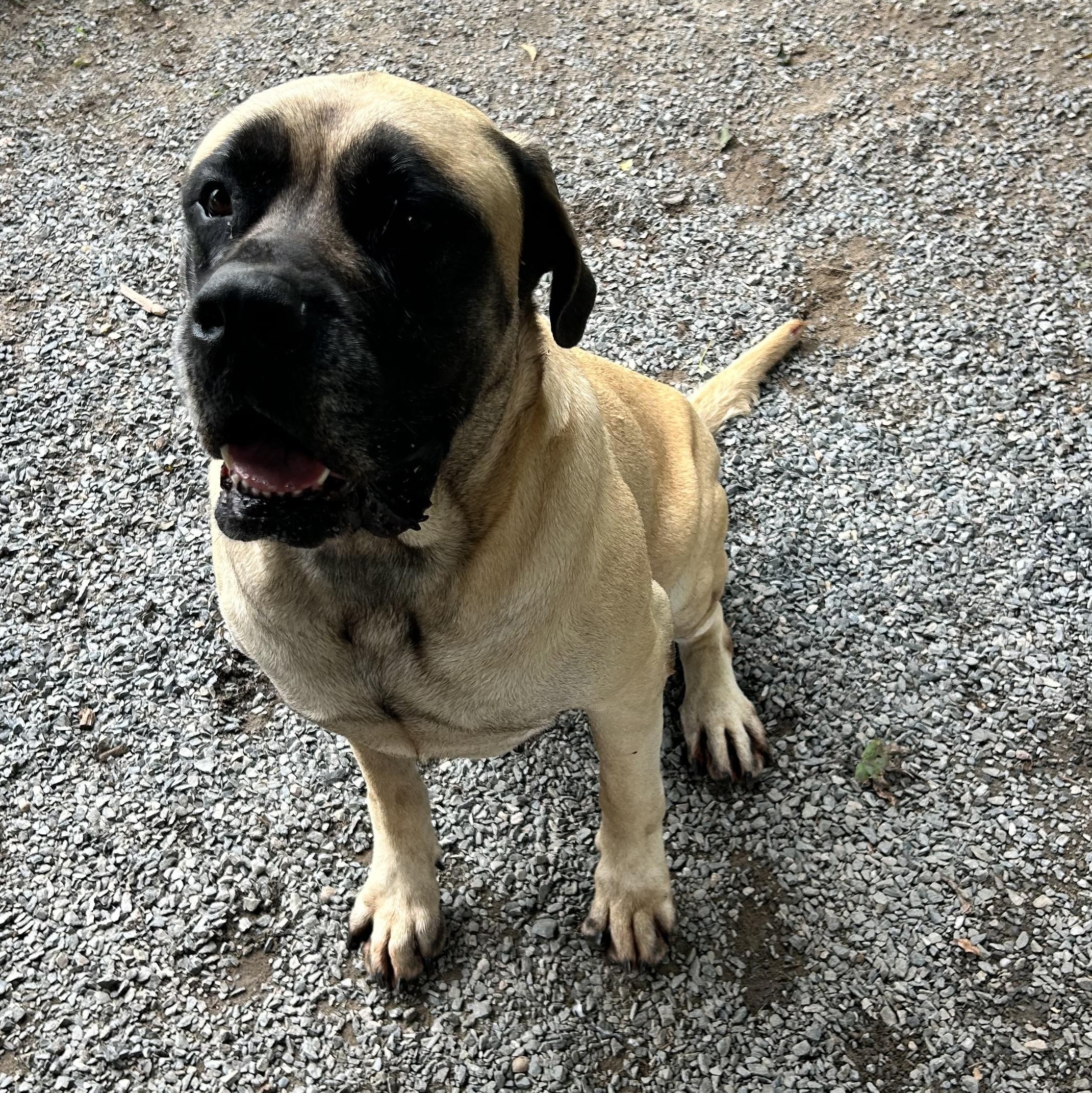 Belle, ADOPTABLE, Adult Female Mastiff.