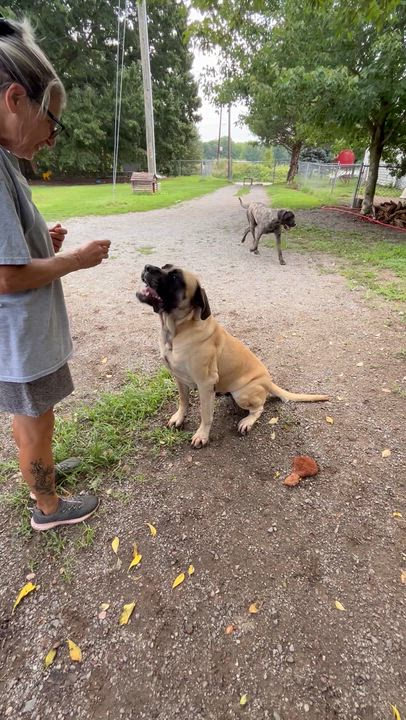 Enlarge Belle, a ADOPTABLE Mastiff in Reidsville, NC video 2/3