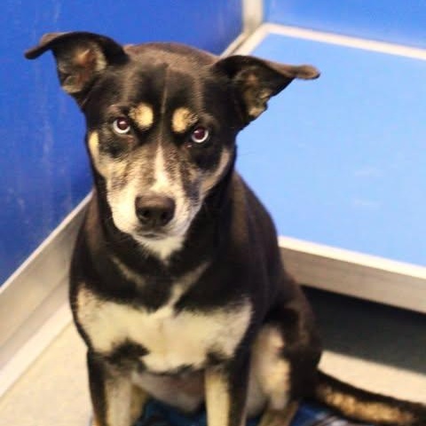 Enlarge 26-01053 LACY, a ADOPTABLE mixed breed in Fredericksburg, VA image 1/1
