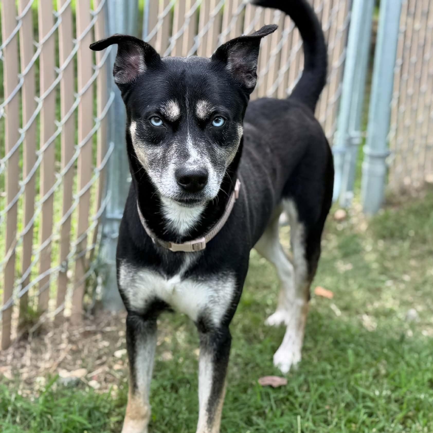 26-01053 LACY, Adoptable, Adult Female Husky.