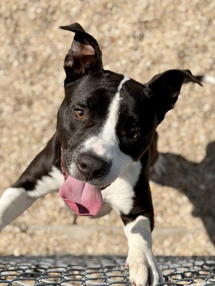 Brix, Adoptable, Adult Male Pit Bull Terrier & Mixed Breed.