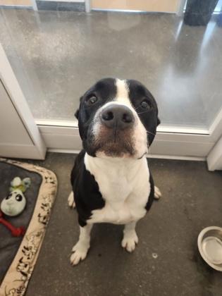 Enlarge Brix, a Adoptable mixed breed in New Orleans, LA image 2/3