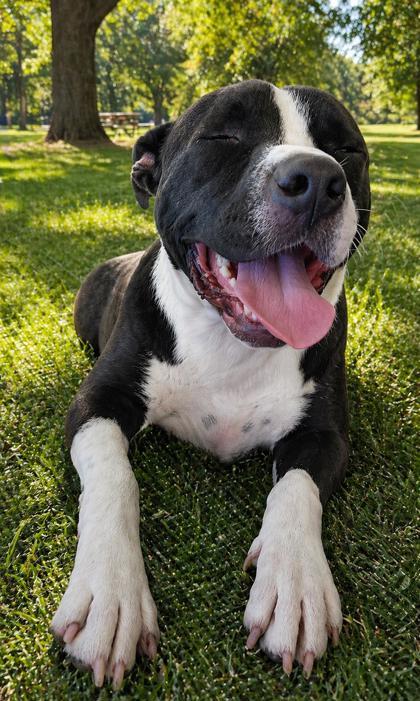 Enlarge Brix, a Adoptable mixed breed in New Orleans, LA image 3/3