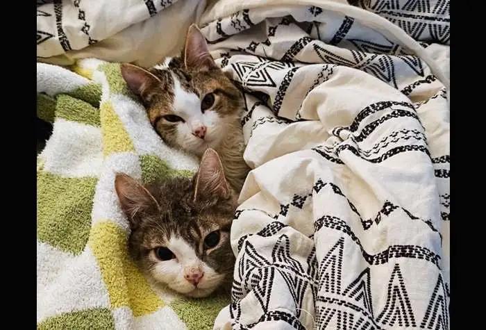 Enlarge Triscuit & Trail Mix, a ADOPTABLE Domestic Short Hair in Coupeville, WA image 2/4