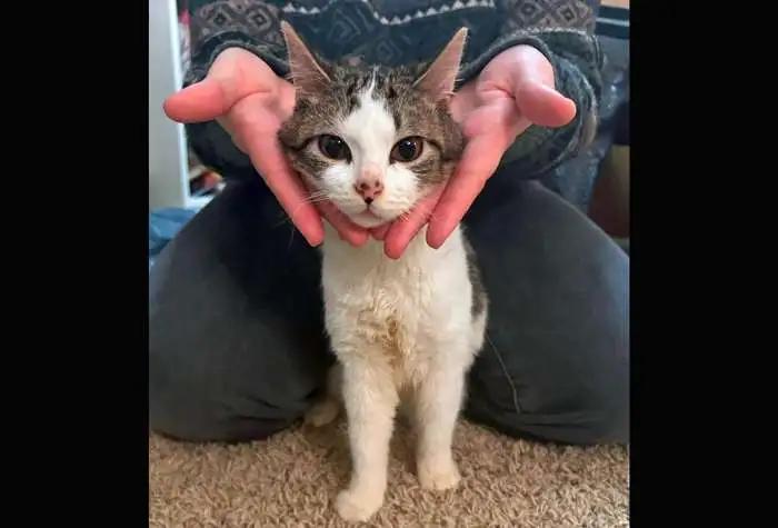 Enlarge Triscuit & Trail Mix, a ADOPTABLE Domestic Short Hair in Coupeville, WA image 4/4