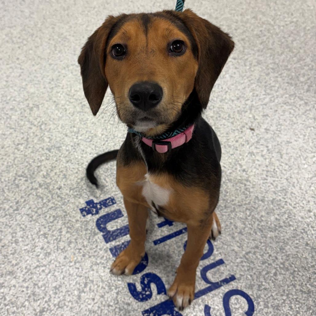 Delilah, Adoptable, Puppy Female Hound.