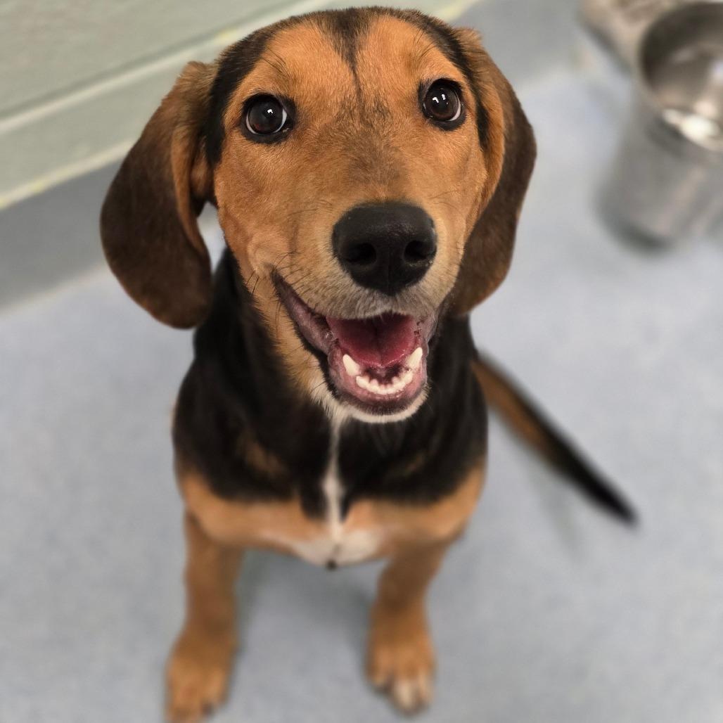 Enlarge Delilah, a Adoptable Hound in East Hanover, NJ image 1/1