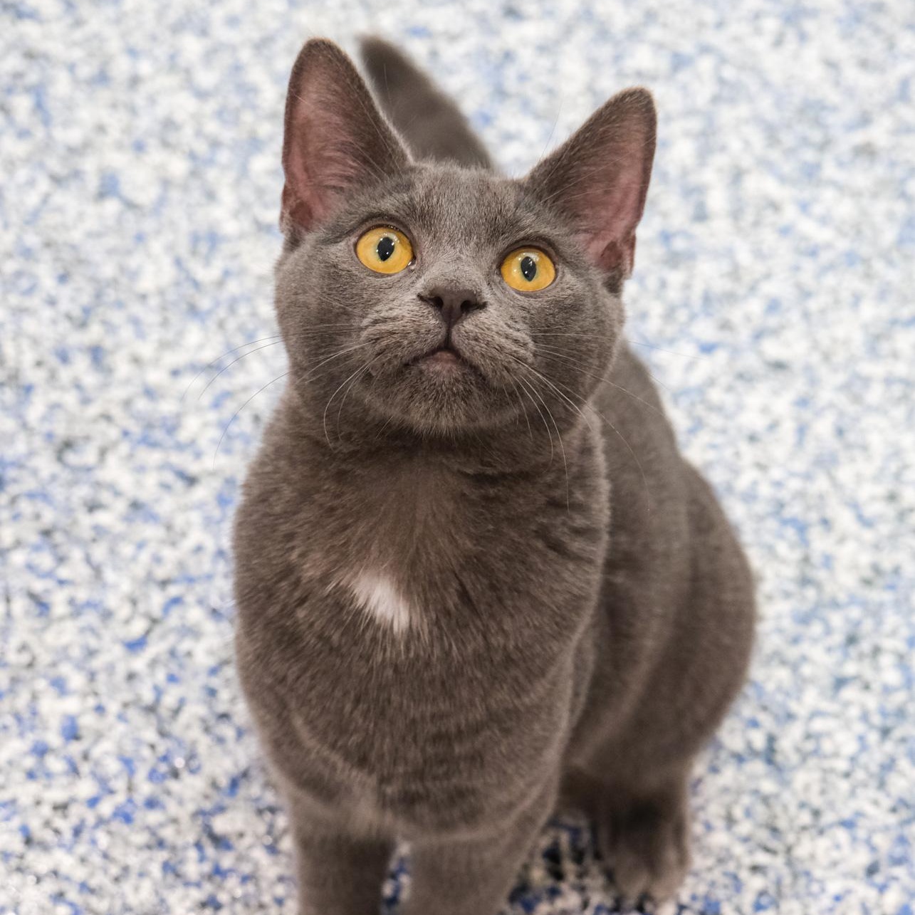 Enlarge Janet, a Adoptable Domestic Short Hair in Newport Beach, CA image 2/5