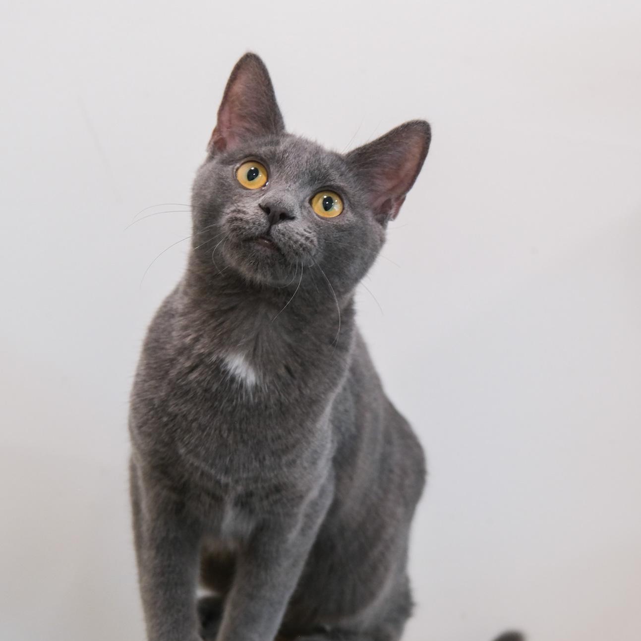 Janet, Adoptable, Young Female Domestic Short Hair.