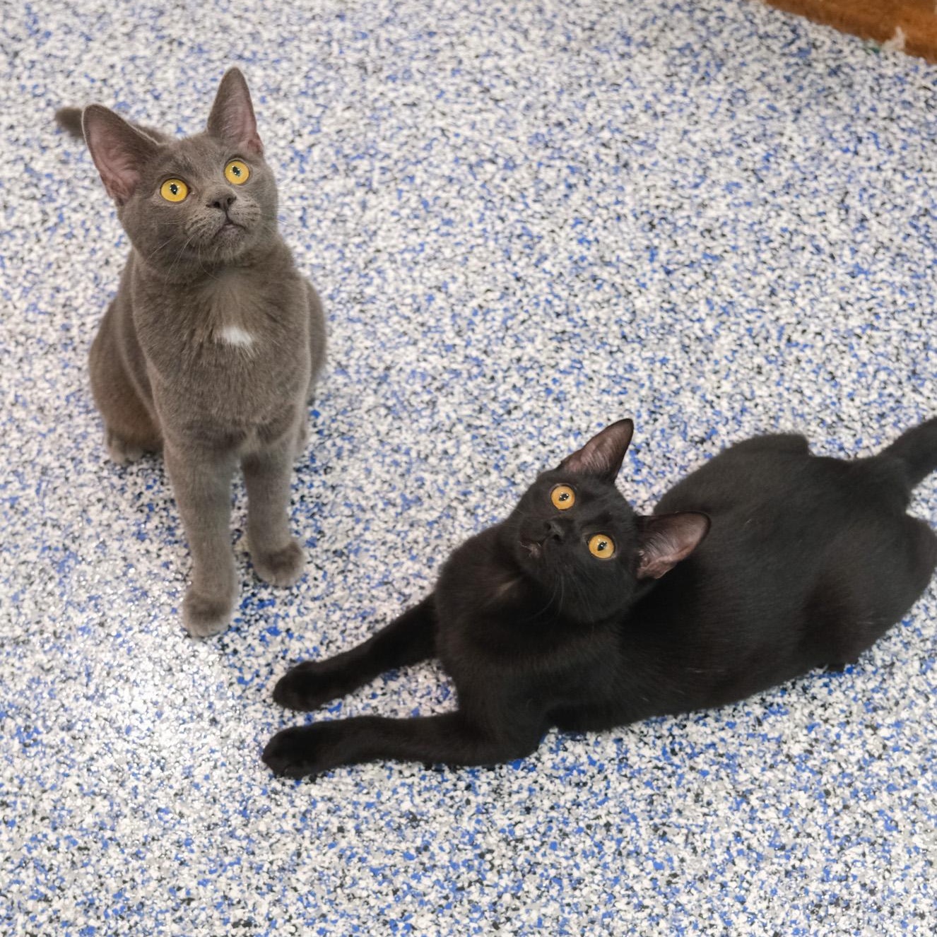 Enlarge Janet, a Adoptable Domestic Short Hair in Newport Beach, CA image 5/5