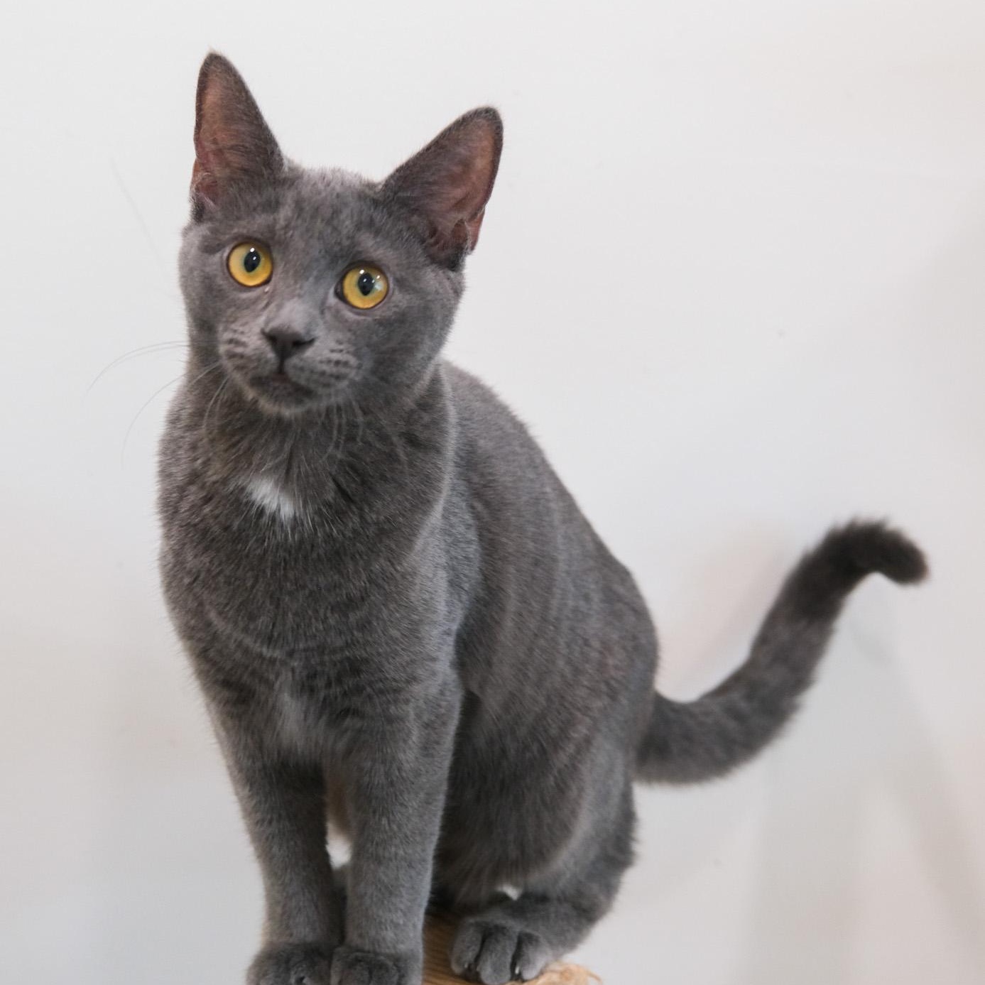 Enlarge Janet, a Adoptable Domestic Short Hair in Newport Beach, CA image 3/5