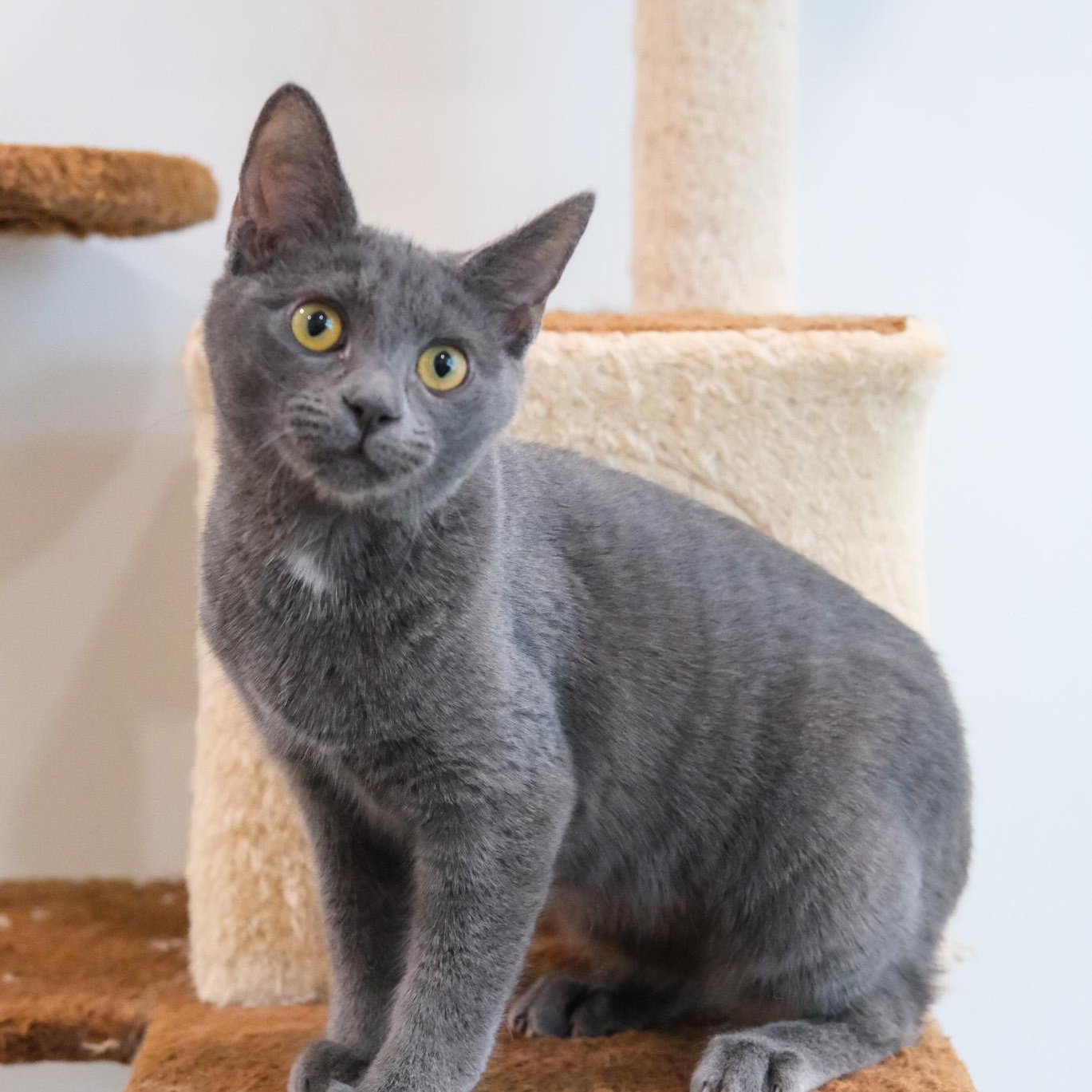 Enlarge Janet, a Adoptable Domestic Short Hair in Newport Beach, CA image 4/5