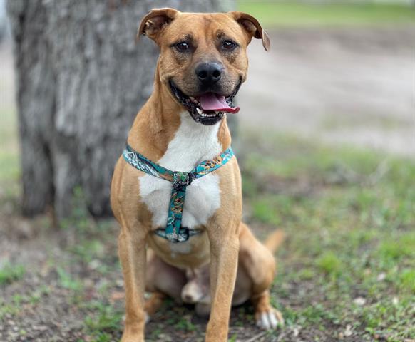 Enlarge BOOTS, a Adoptable mixed breed in Saint Cloud, FL image 1/1