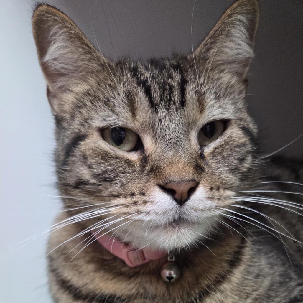 Enlarge Simon Garfunkel, a Adoptable Domestic Short Hair in Branson, MO image 1/1