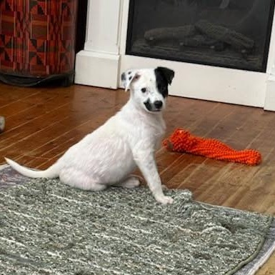 Enlarge Tazz, a ADOPTABLE mixed breed in Pleasant Valley, NY image 2/4