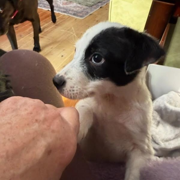 Enlarge Tazz, a ADOPTABLE mixed breed in Pleasant Valley, NY image 4/4