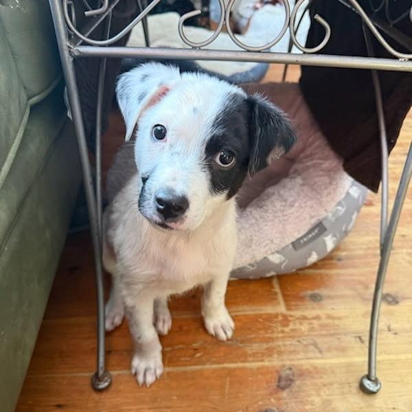Tazz, ADOPTABLE, Senior Male Jack Russell Terrier.