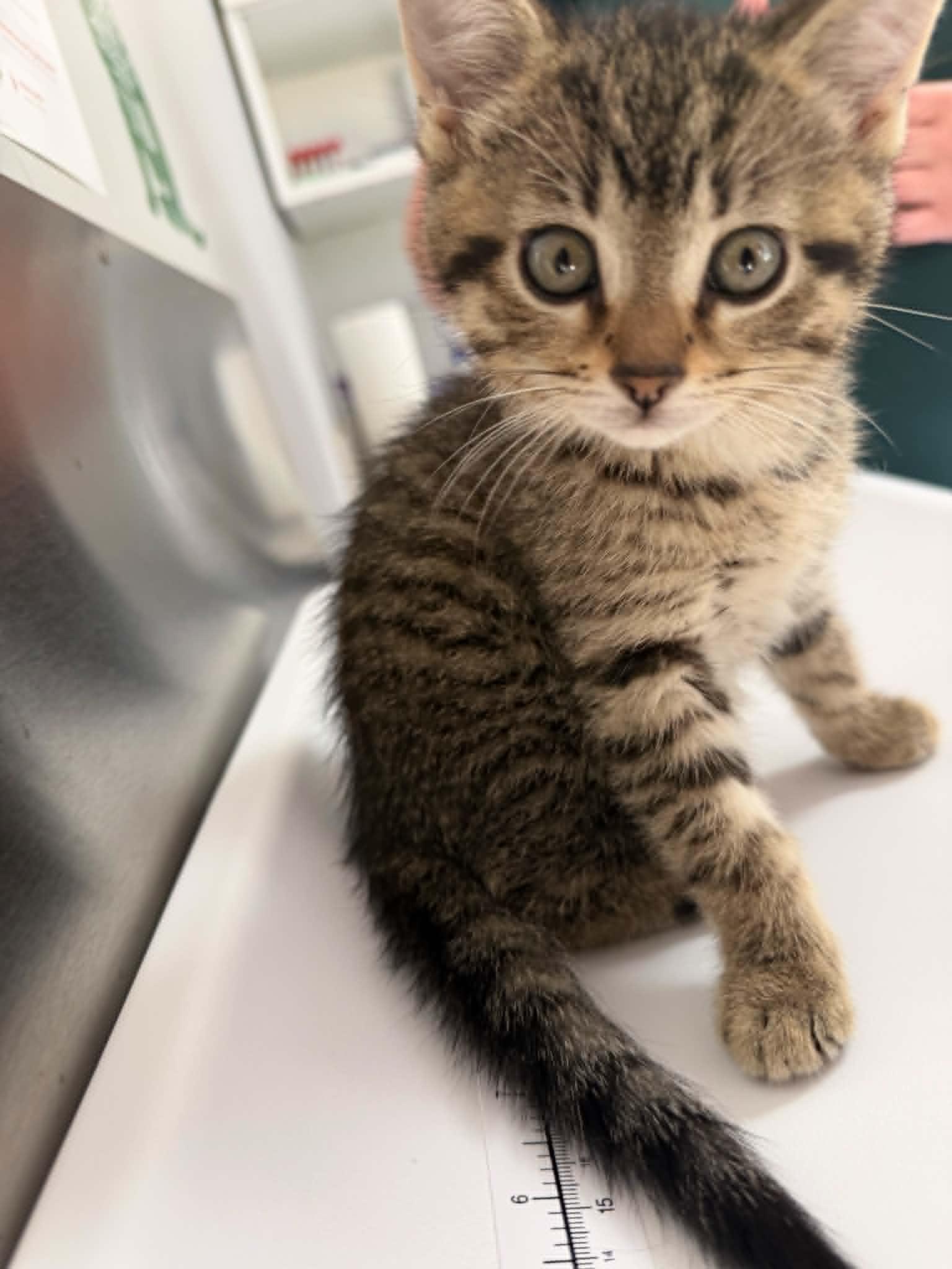 Chanty, adopted, Kitten Female Domestic Short Hair.