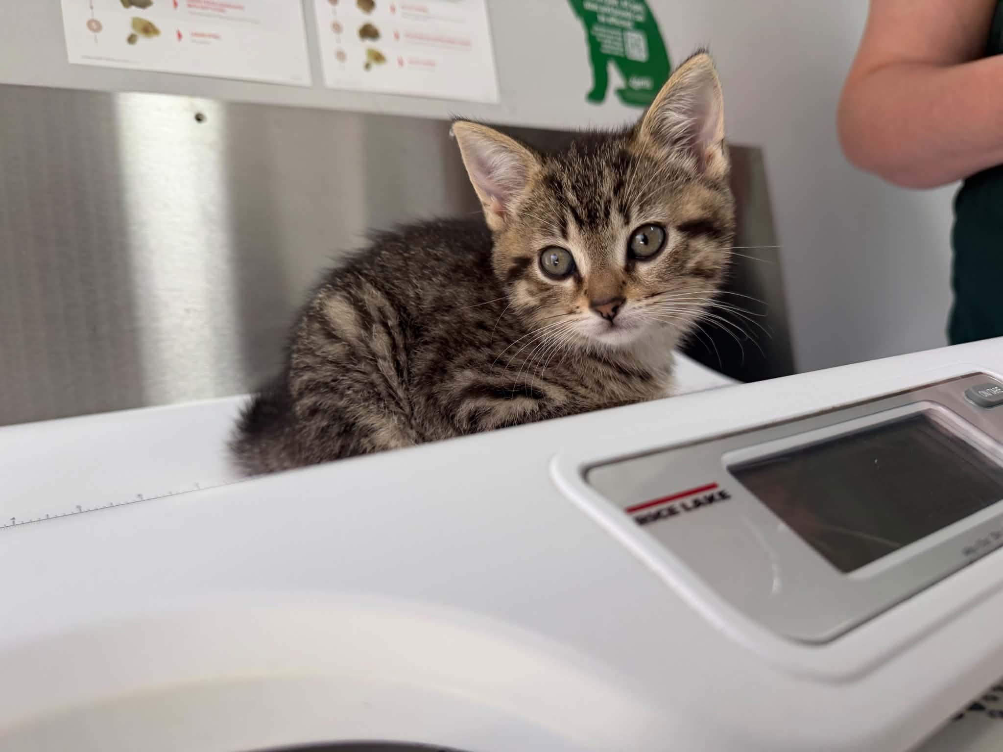 Chanty, an adopted Domestic Short Hair in Wakefield, QC image 2/2