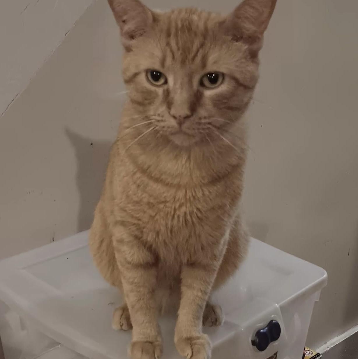 Enlarge Gingerino, a Adoptable Domestic Short Hair in North Bergen, NJ image 2/2
