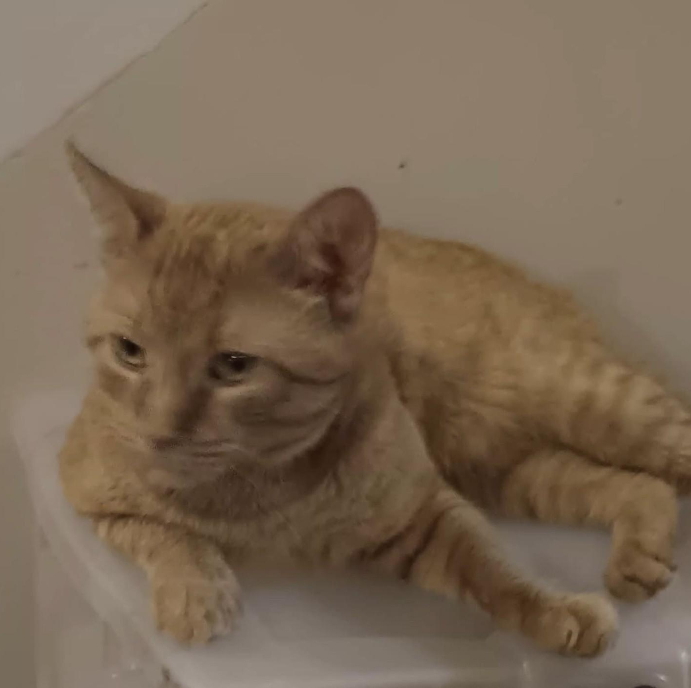Gingerino, Adoptable, Adult Male Domestic Short Hair.