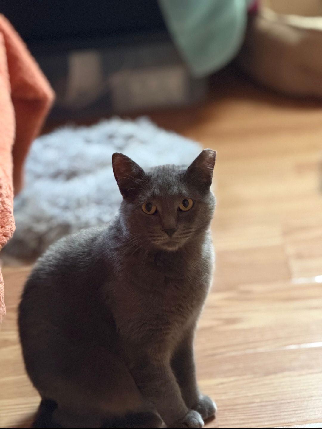 Gus-Gus, Adoptable, Adult Male Domestic Short Hair.