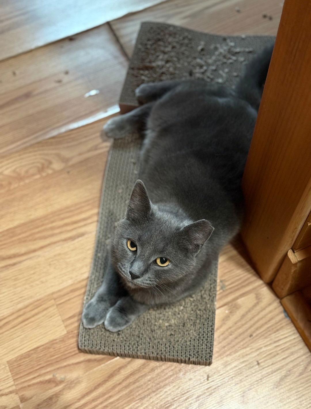 Enlarge Gus-Gus, a Adoptable Domestic Short Hair in Harrisburg, PA image 2/3