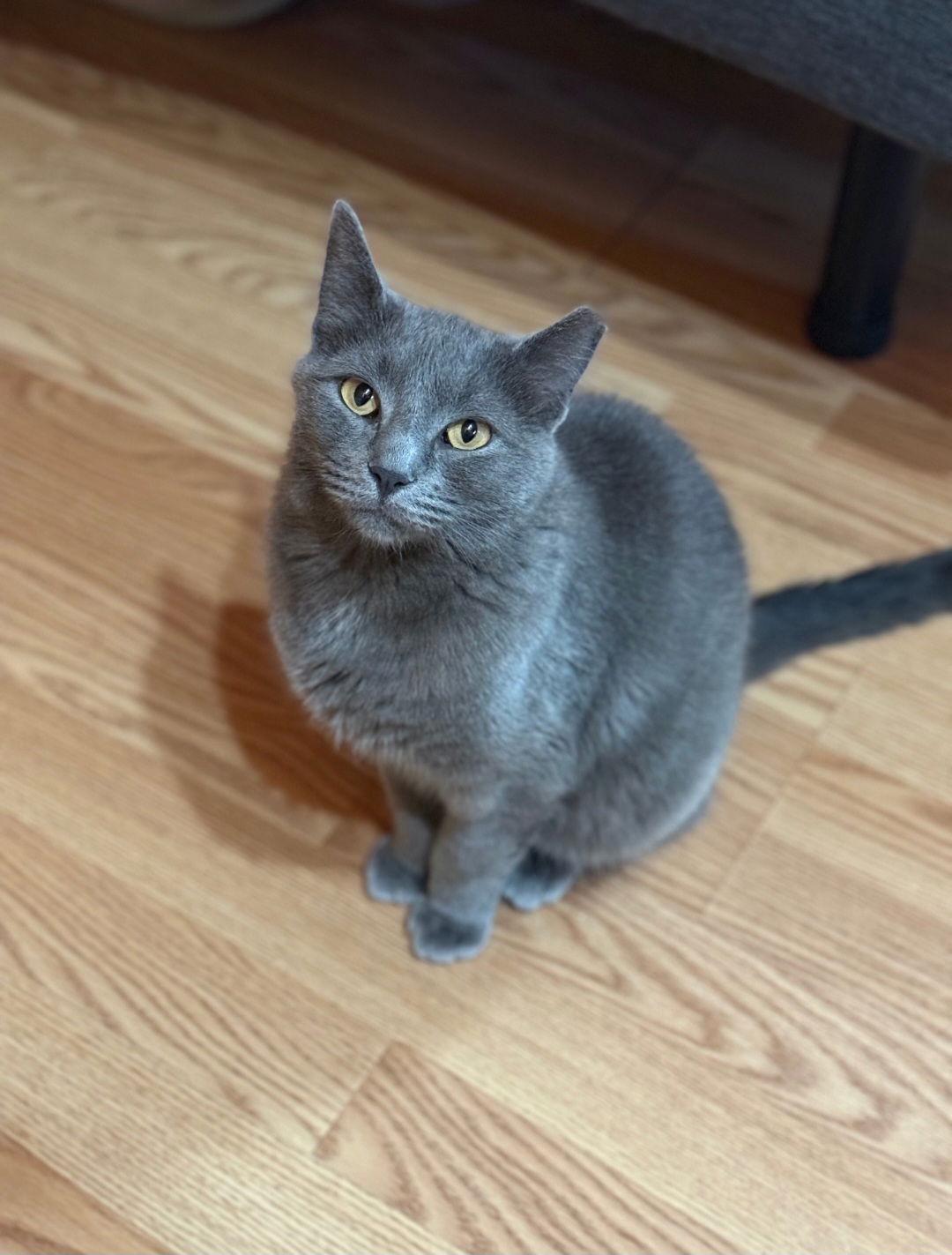 Enlarge Gus-Gus, a Adoptable Domestic Short Hair in Harrisburg, PA image 3/3