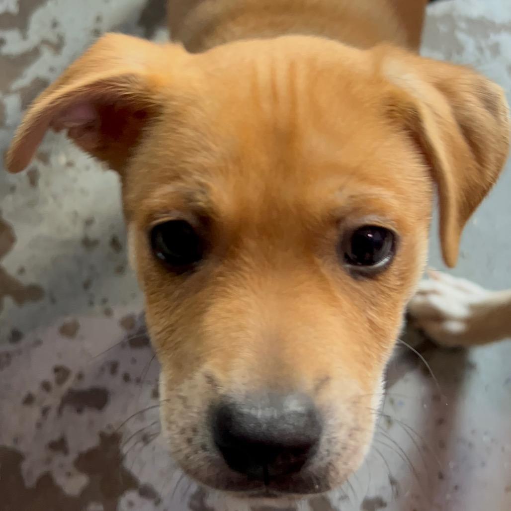 Reef, a Adoptable mixed breed in San Diego, CA image 1/6