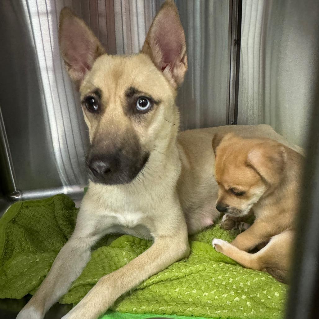 Reef, a Adoptable mixed breed in San Diego, CA image 2/6