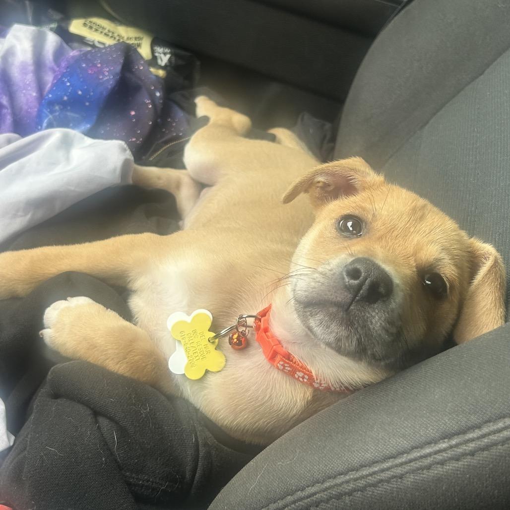 Reef, a Adoptable mixed breed in San Diego, CA image 3/6