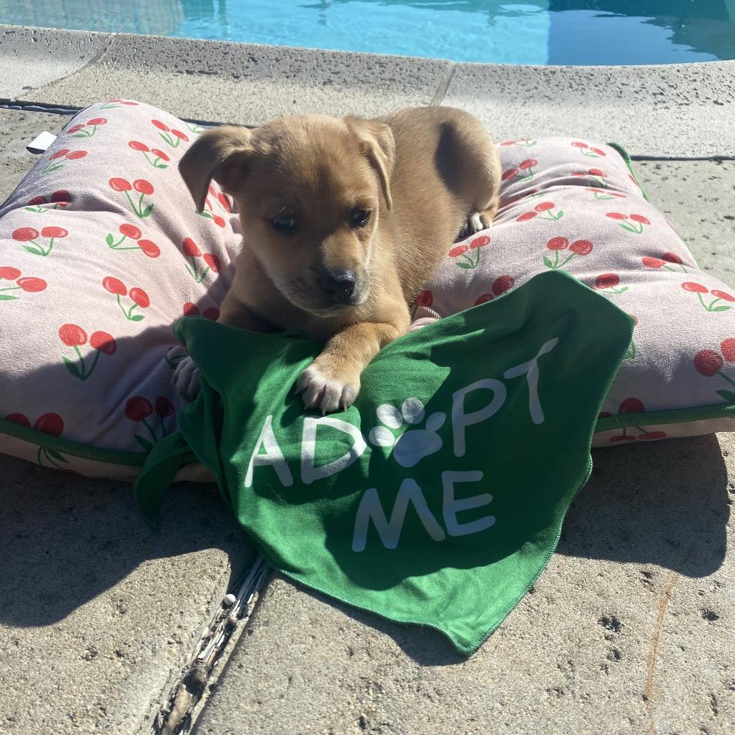 Reef, a Adoptable mixed breed in San Diego, CA image 4/6