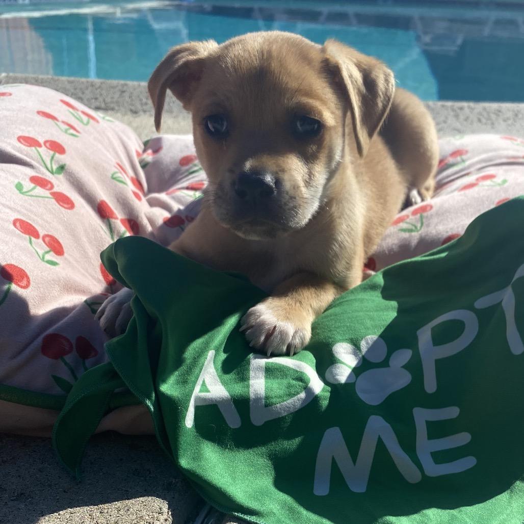 Reef, a Adoptable mixed breed in San Diego, CA image 5/6