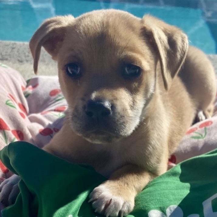 Reef, a Adoptable mixed breed in San Diego, CA image 6/6