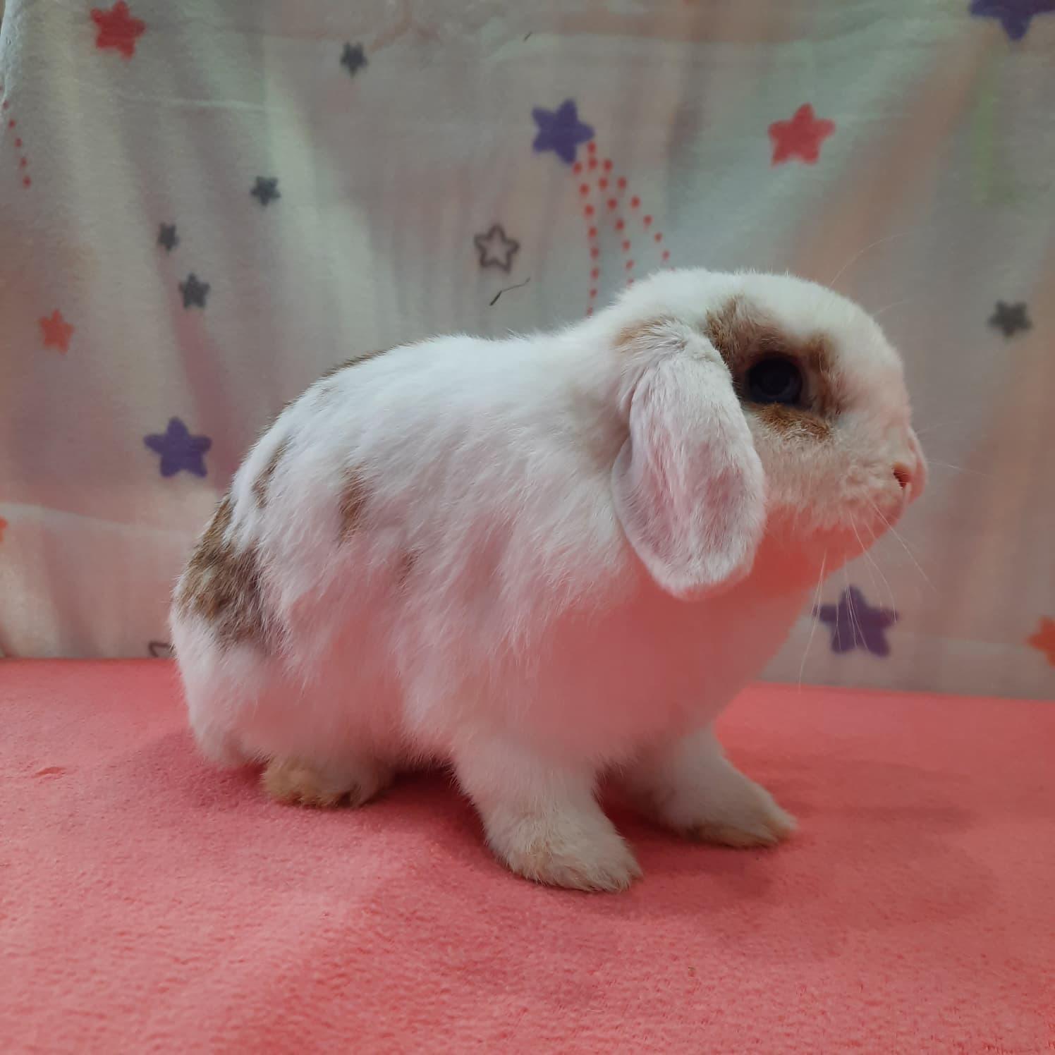 Bluebird, adopted, Adult Female Lop Eared.
