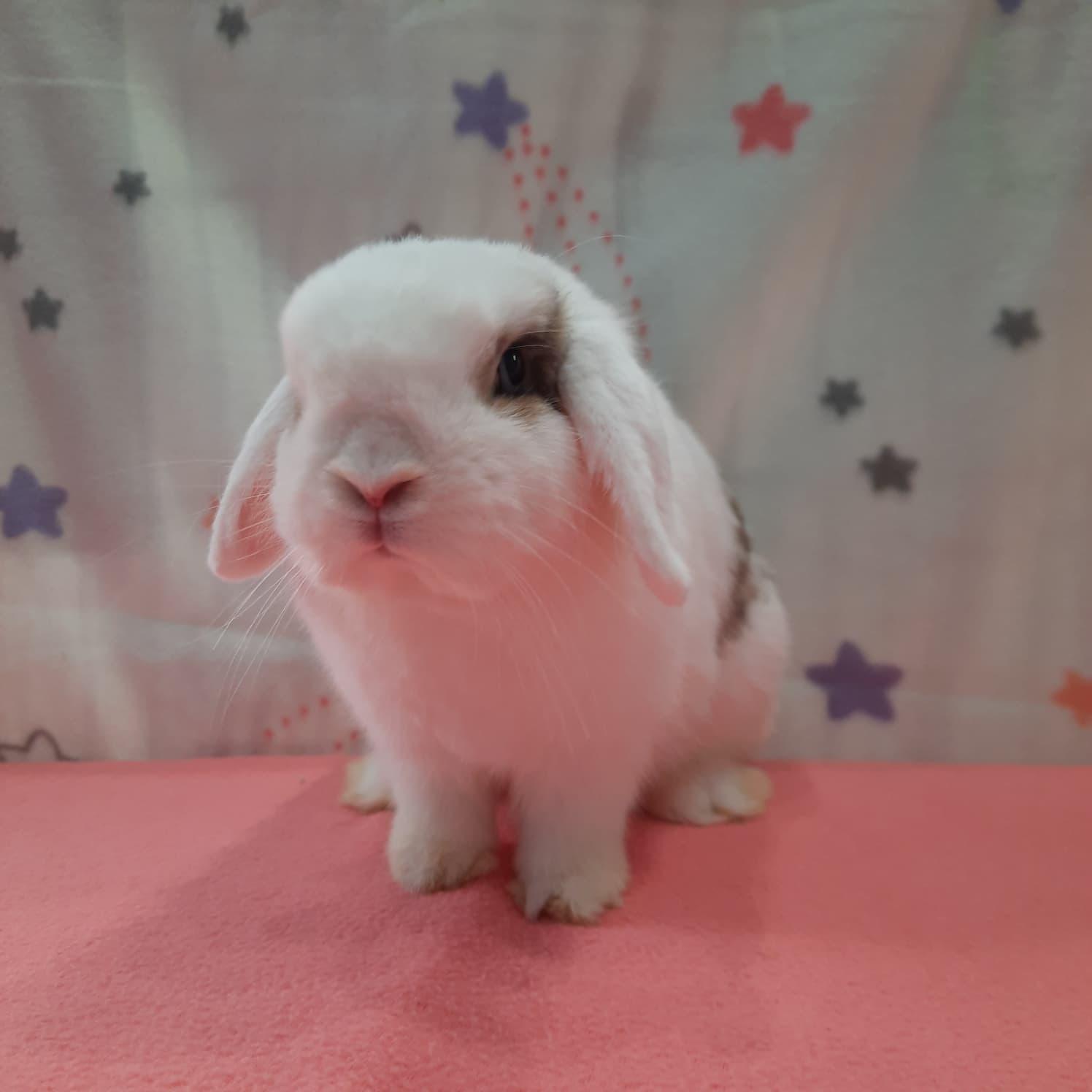 Enlarge Bluebird, an adopted Lop Eared in Fountain Valley, CA image 2/2