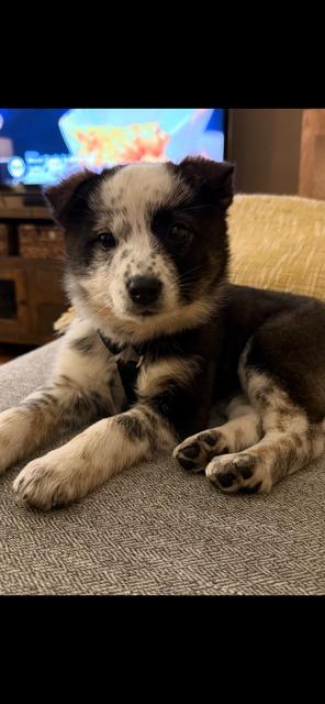 MAVIS, Adoptable, Puppy Female Australian Shepherd & Australian Cattle Dog / Blue Heeler.