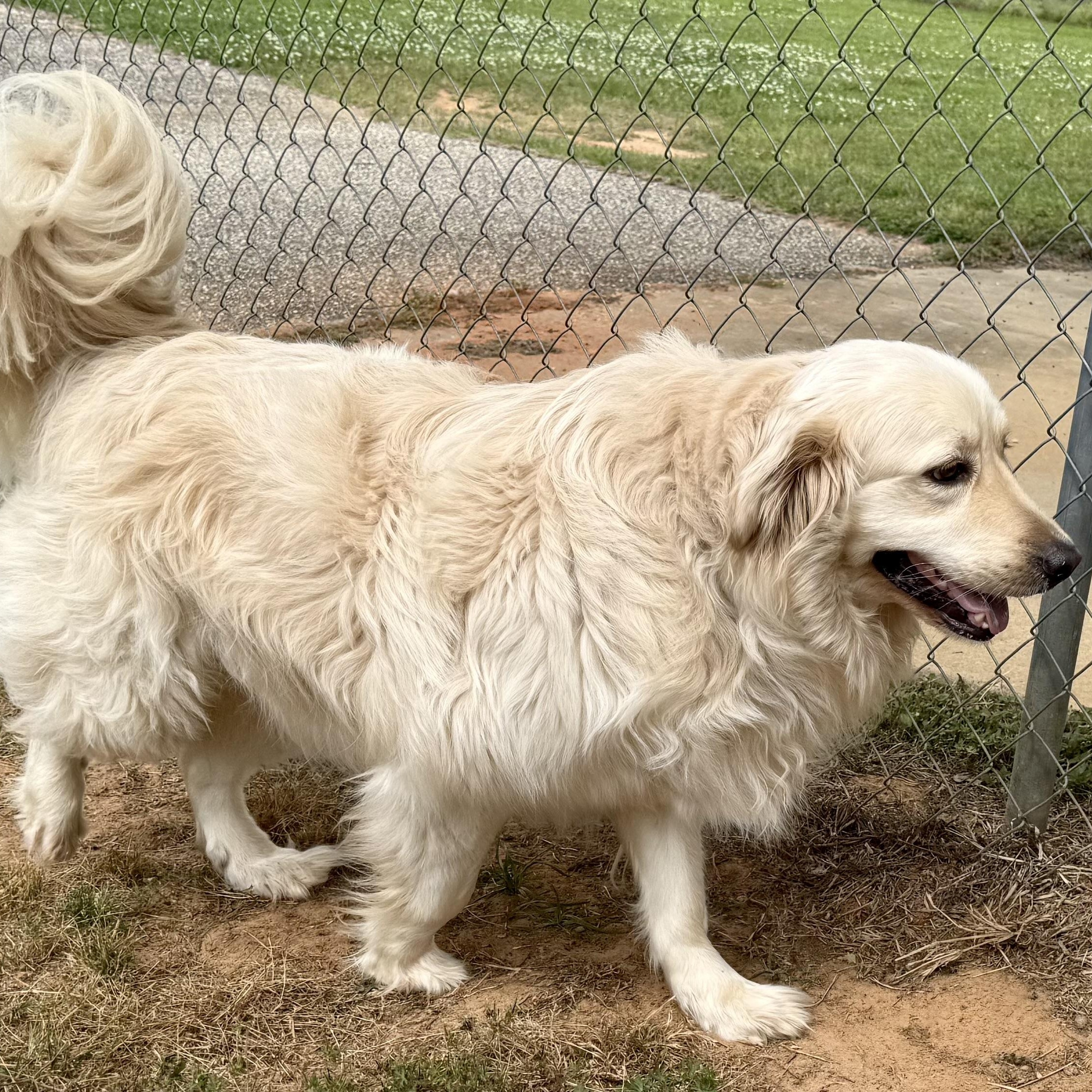 Enlarge Daisy, a ADOPTABLE mixed breed in New Canaan, CT image 5/6