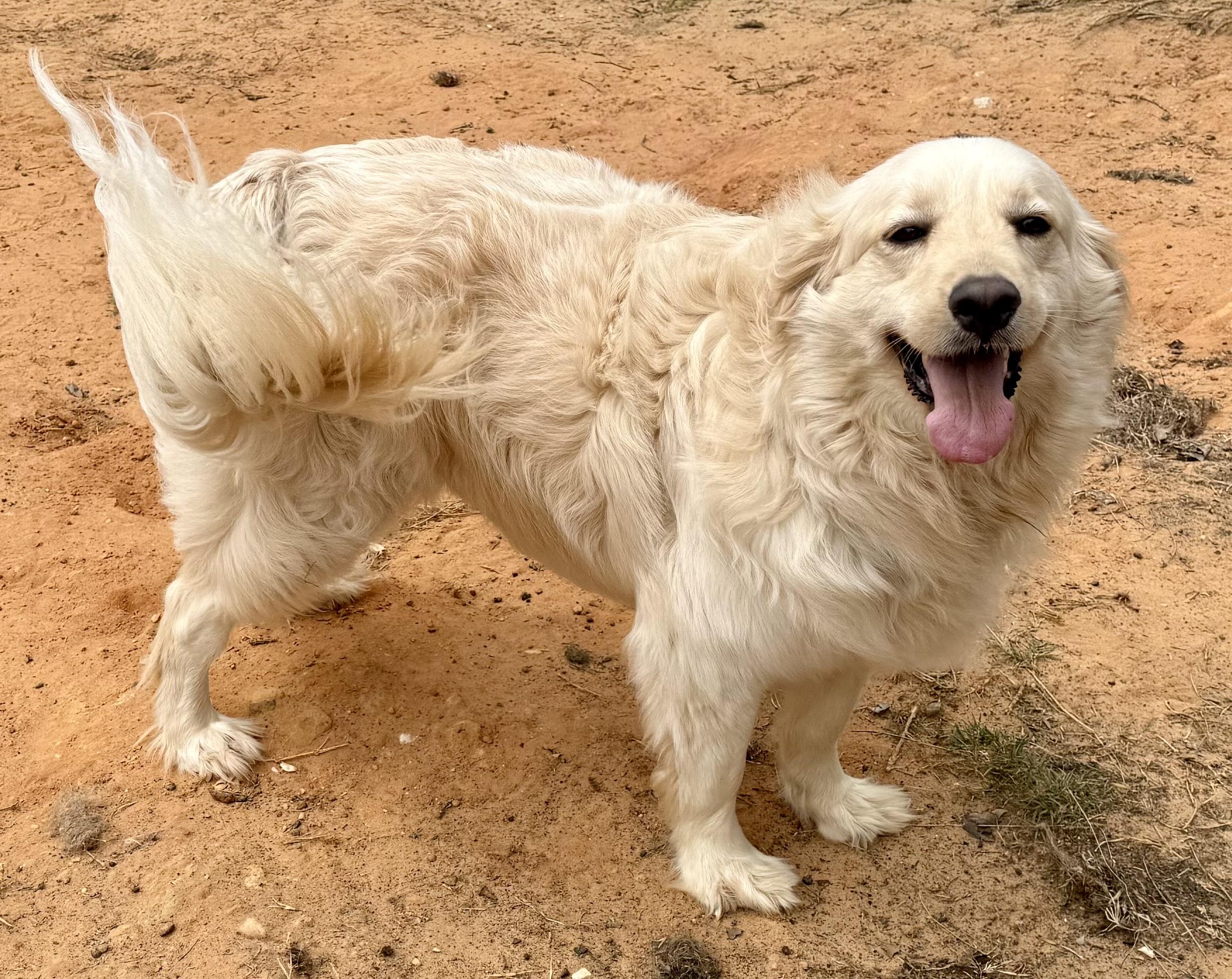 Enlarge Daisy, a ADOPTABLE mixed breed in New Canaan, CT image 3/6
