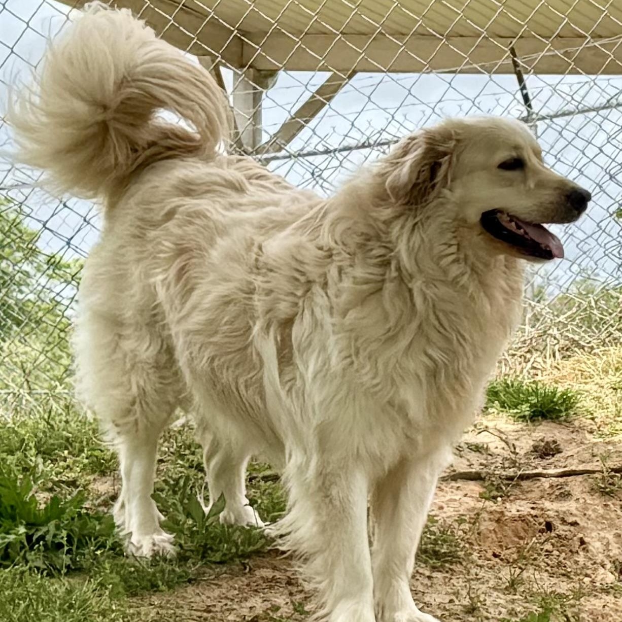 Daisy, ADOPTABLE, Adult Female Golden Retriever & Great Pyrenees.