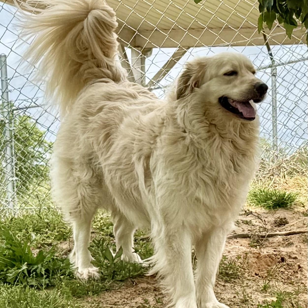 Enlarge Daisy, a ADOPTABLE mixed breed in New Canaan, CT image 4/6