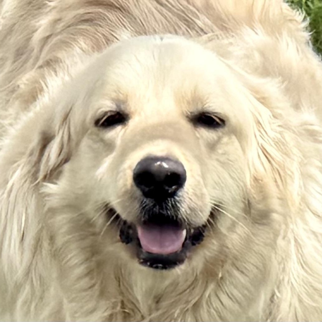 Enlarge Daisy, a ADOPTABLE mixed breed in New Canaan, CT image 2/6